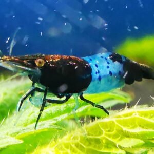 BLUE RILI CARBON - 1.5-2.0 CM